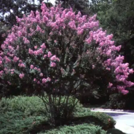 Crape myrtle